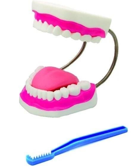 DİŞ FIRÇALAMA MODELİ